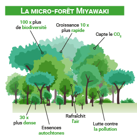 schema site